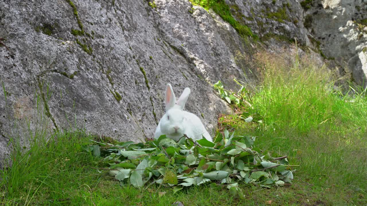 Cute white rabbit feeding on a bunch of leaves - Summer with green grass and sun in background - Static
