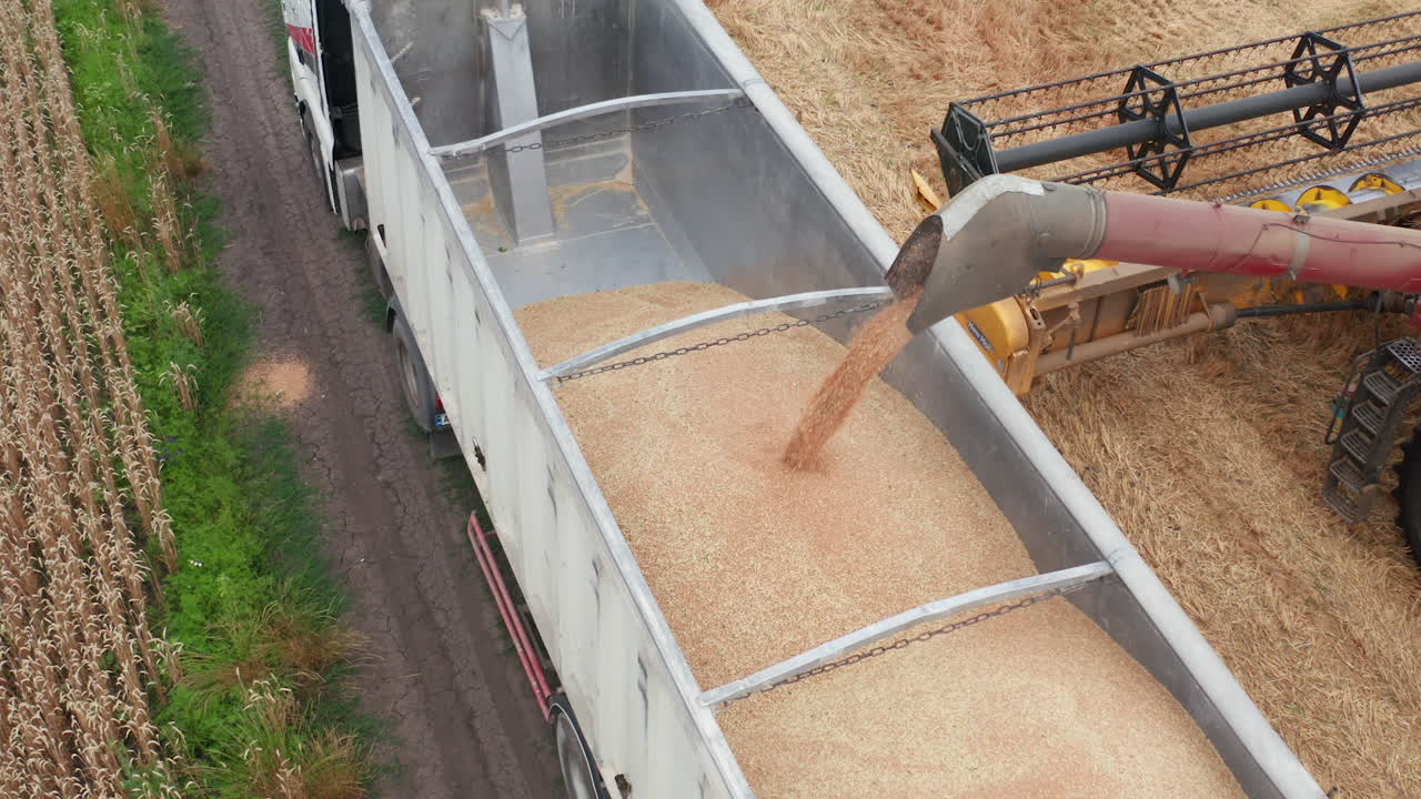Wheat grain downloaded into tractor from the combine. Top view on the machine being filled with the gathered crops.