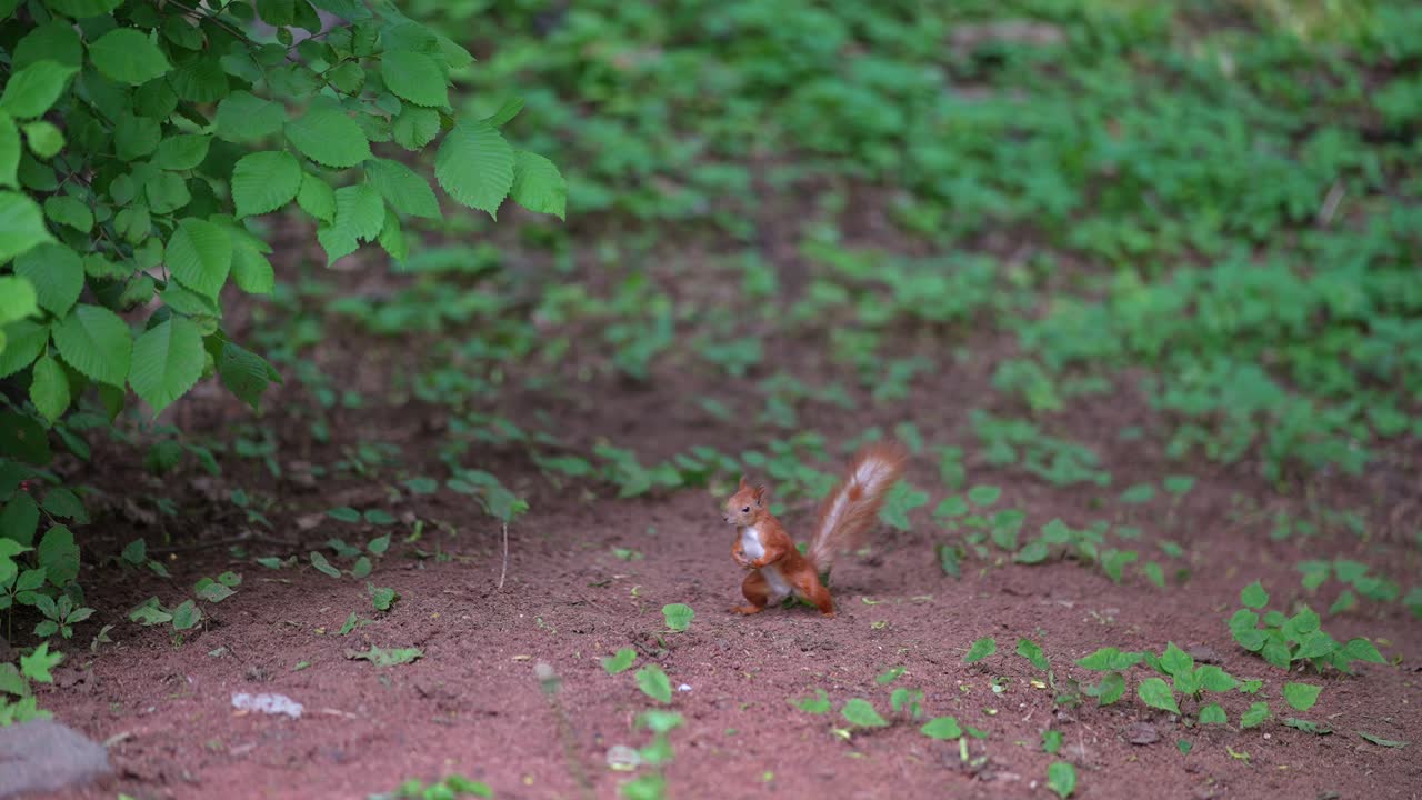 ardilla roja en un bosque