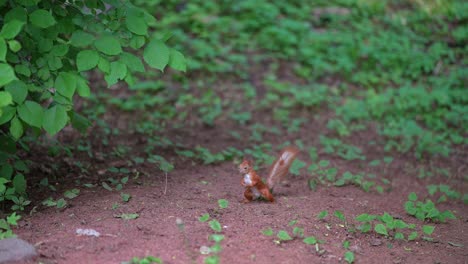 red squirrel in a forest