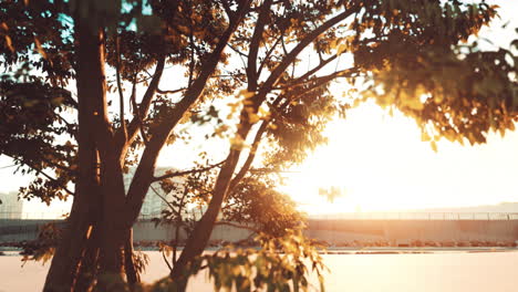 sunset through the branches of a tree in the city