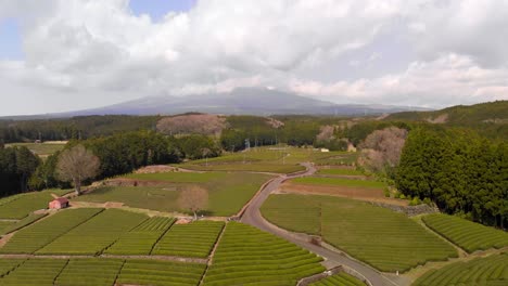 Reihen-Von-Grünteeplantagen-Auf-Farm-In-Japan---Aufsteigender-Schuss-Aus-Der-Luft