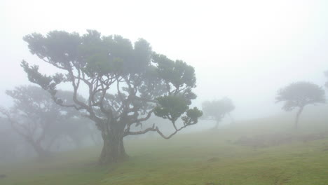 foggy mysterious forest trees wood of fanal madeira fairy mist cloudy moss fantasy rainy horror 4k