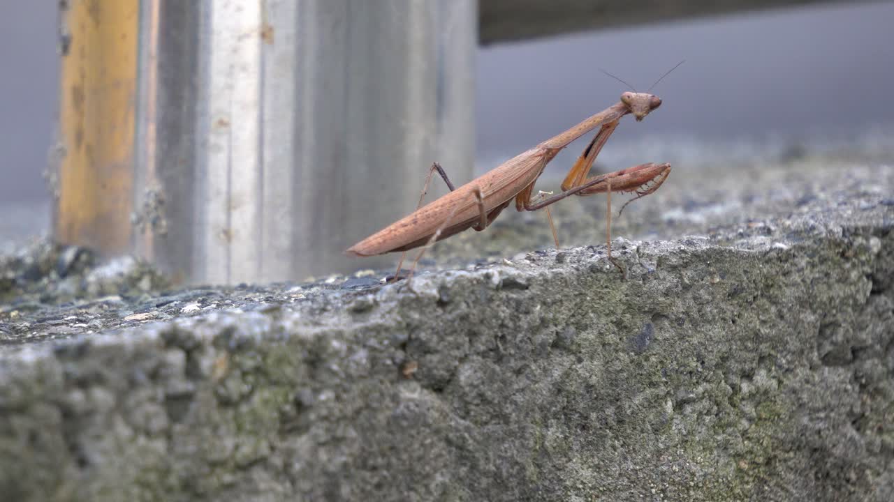 Brown Praying Mantis from the Mantidae family of Mantises Moves Raptorial Forelegs and Turn Triangle Head towards the camera in the Urban background in South Korea - side view