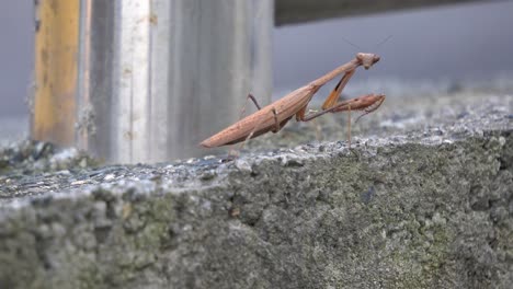 la mantis religiosa marrón de la familia mantidae de mantis mueve las patas delanteras raptoriales y gira la cabeza triangular hacia la cámara en el fondo urbano en corea del sur - vista lateral