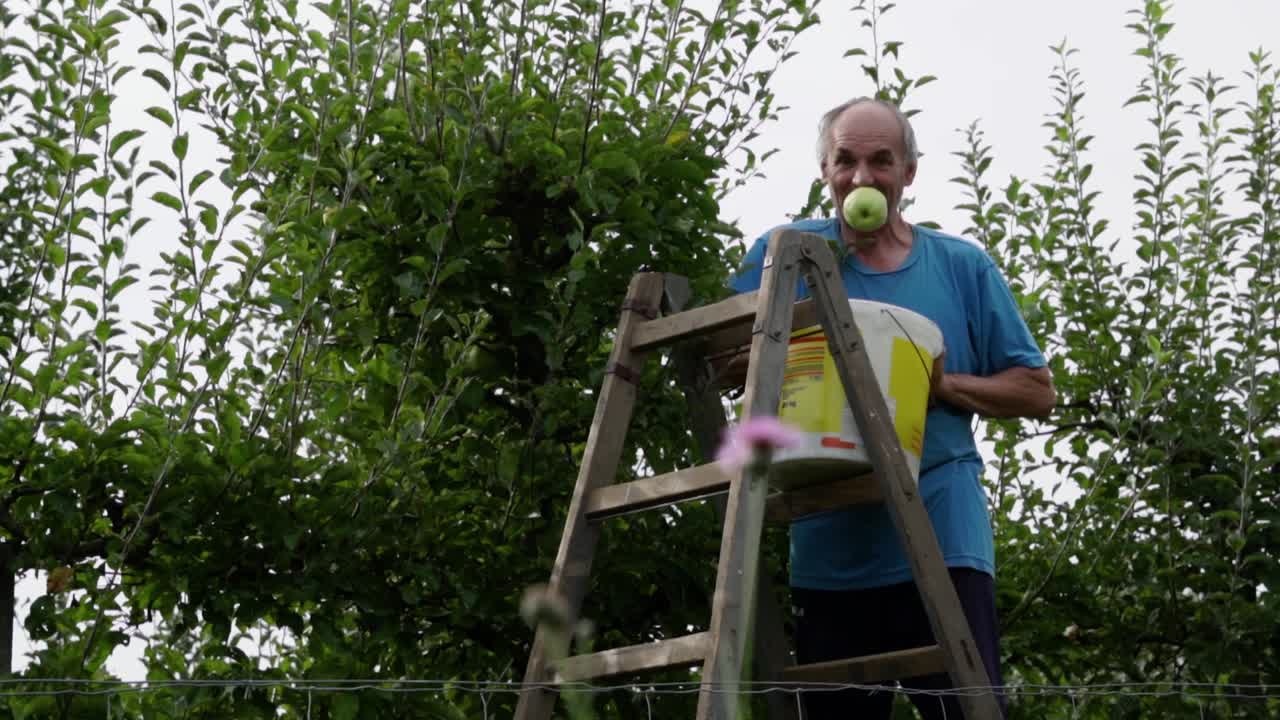 Divertente anziano uomo caucasico che si diverte a raccogliere mele, SLOW MOTION