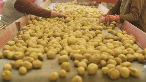 workers sort and sort the potatoes.