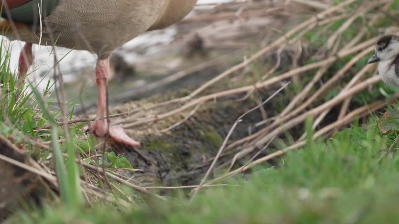 엄마와 함께 있는 새끼 거위