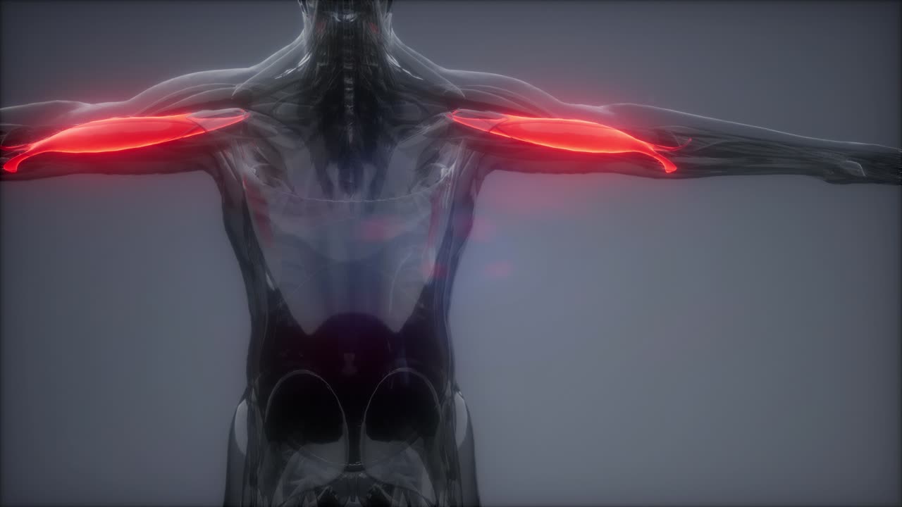 선택된 근육 해부학 지도