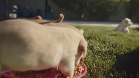 adorable labrador retriever puppies playing and eating outdoors