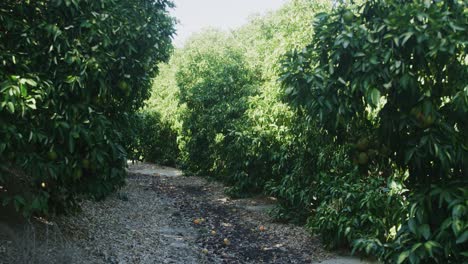 shot walking through the orange navel trees showcasing the amount of trees that are in the area