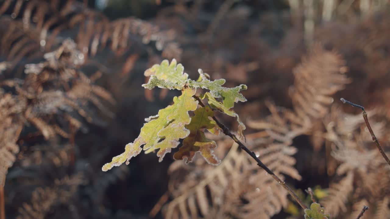 hojas de roble con planta de helecho en segundo plano en el frío día de otoño, toma de movimiento de cámara