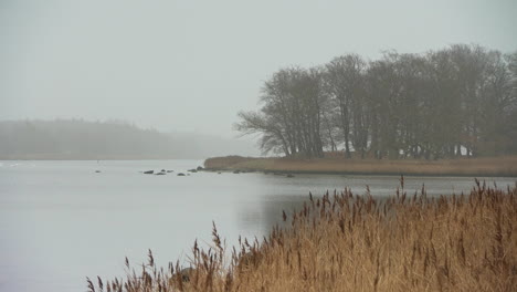 a marshland lake in denmark