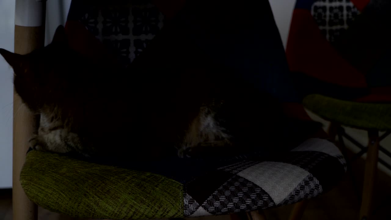 내부. 고양이가 의자에 앉아 있습니다.