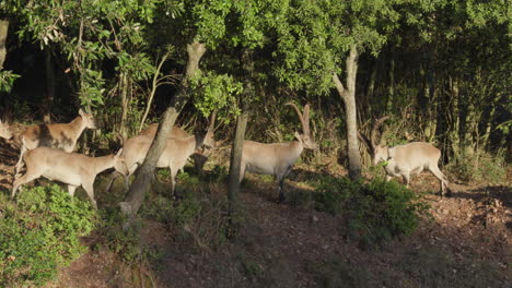 Una-Manada-De-Cabras-Montesas-Se-Da-Un-Cabezazo-Mientras-Camina-Por-Un-Soleado-Sendero-Forestal