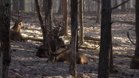 group of red deers lying forest ground, portugal wildlife closeup view