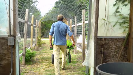 un agricultor saca nuevas plantas de un invernadero