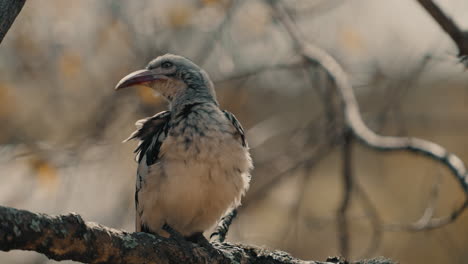 a white-crested hornbill perched on a branch