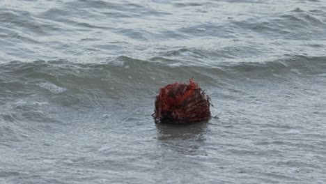 coconut floating and moving with ocean waves