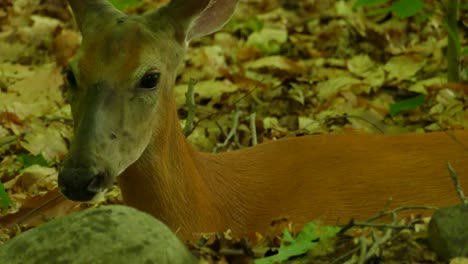 cute adult deer resting in the forest and flicking ears to avoid insects