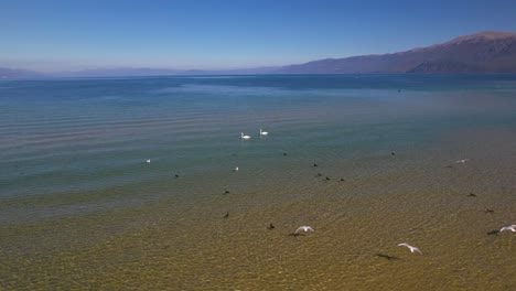 Birds-swimming-and-flying-over-shallow-water-on-shore-of-lake,-wild-nature-in-Albania