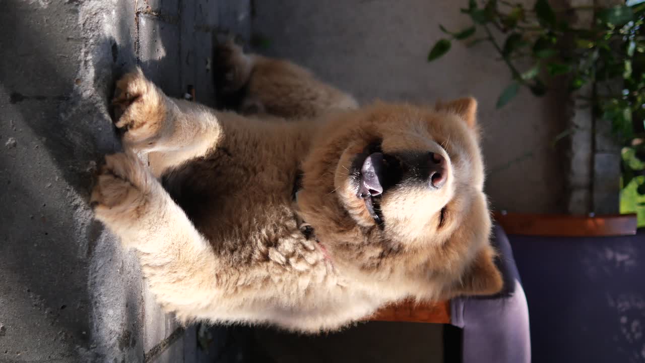 Fluffy Chow Chow Lying on Pavement
