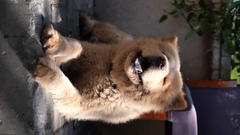 fluffy chow chow lying on pavement