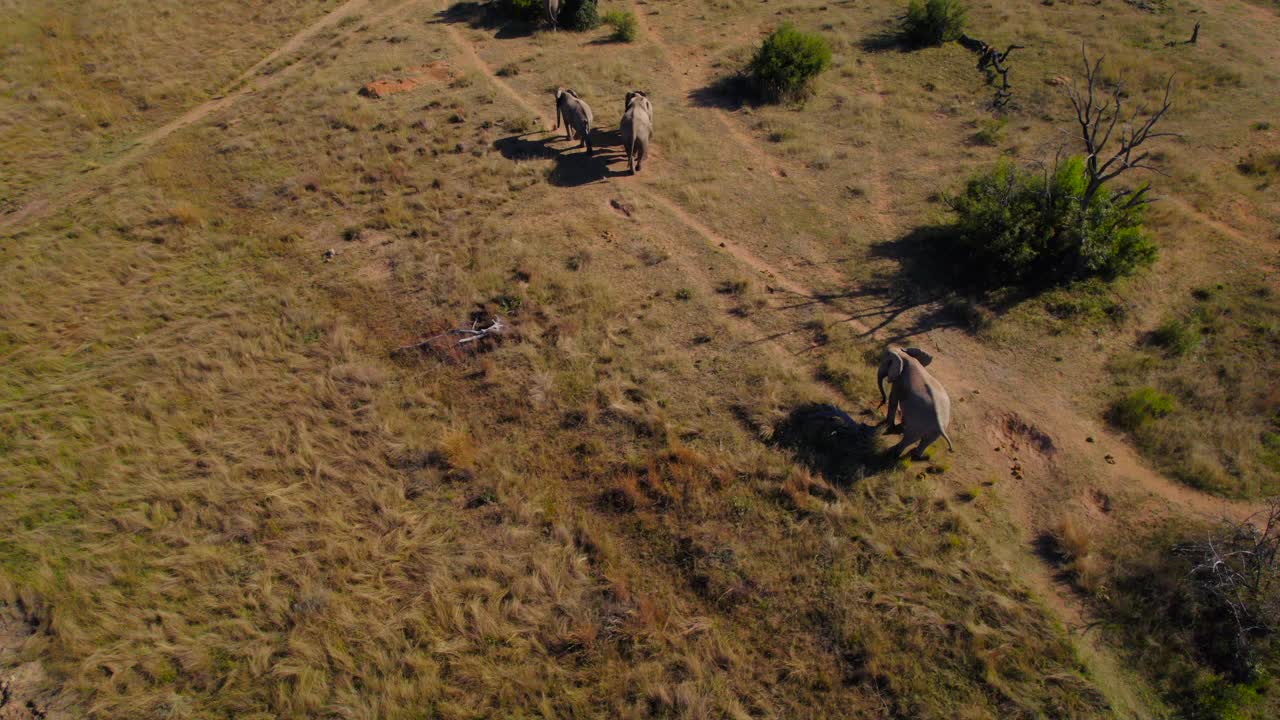rebaño de elefantes africanos bañándose en un paisaje de arbustos de sabana salvaje, vista panorámica aérea