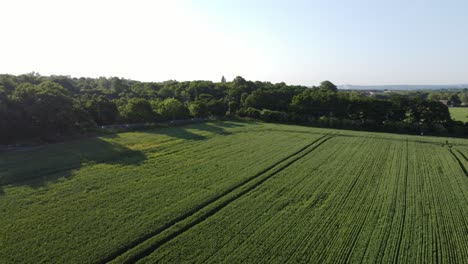 Vista-Aérea-Surco-De-Campo-De-Cultivos-De-Trigo-Orgánico-Verde-En-Tierras-De-Cultivo-Inglesas-Durante-El-Amanecer-Temprano-En-La-Mañana