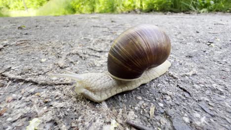 closeup of a snail moving on gray asphalt the grap 4k 2025 08 04 05 02 25 utc.mov | action, animal, animal shell, animals