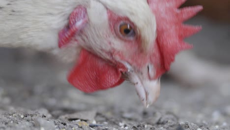 close-up of white chicken's head pecking, having prominent red comb and wattle