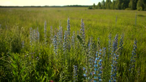 beautiful wildflowers in a meadow