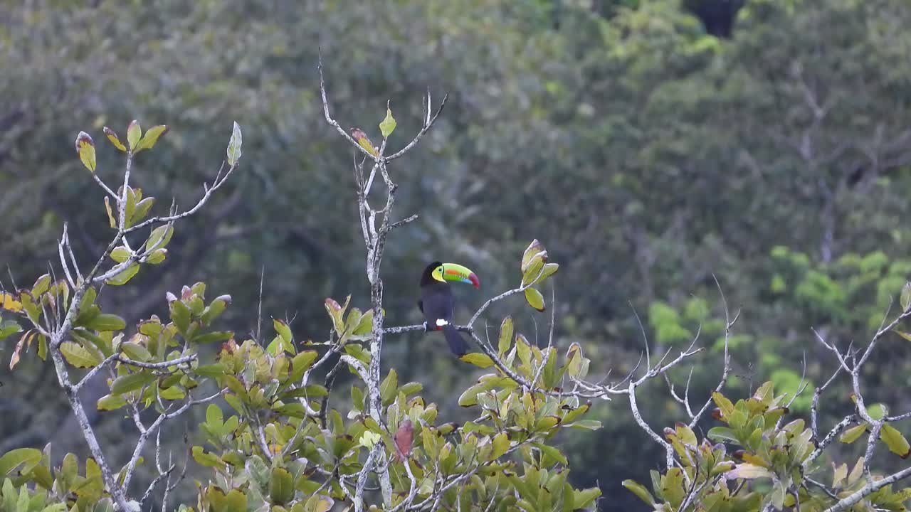 Colorful toucan resting on tree branch in lush rainforest, peaceful jungle moment