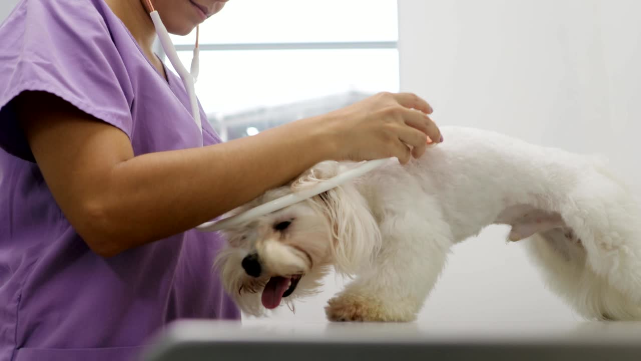 동물과  개와 함께 클리닉의 의사 방문