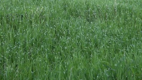 Wild-grass-blowing-in-the-breeze