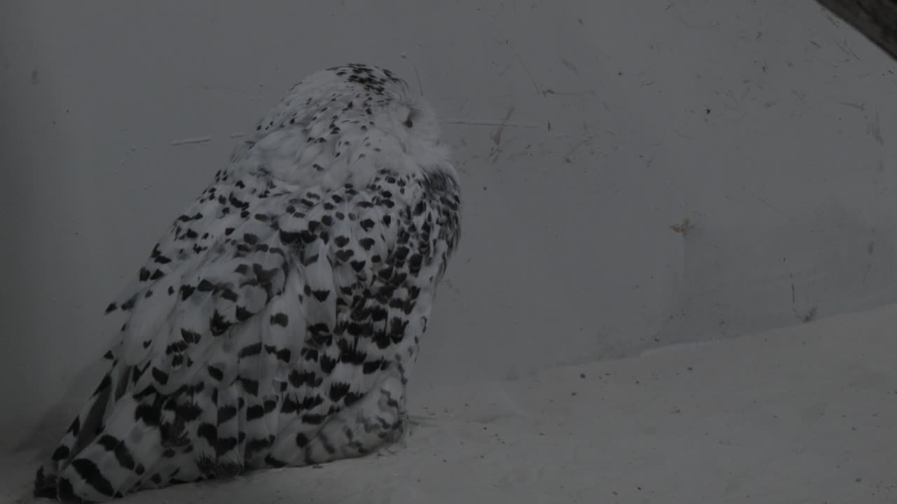 búho nevado moteado se para frente a una pared blanca y revisa su entorno