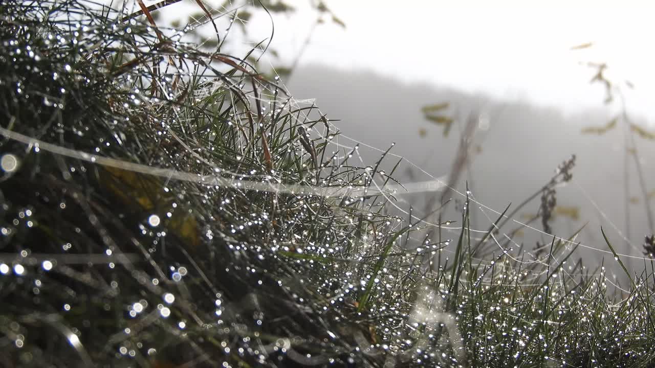 The dew seated on the grass and spider web, reflecting the sunlight creating a high contrast and fresh aspect of the grass.
