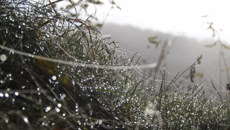 the dew seated on the grass and spider web, reflecting the sunlight creating a high contrast and fresh aspect of the grass.