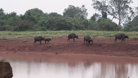 horned african buffaloes near river in aberdare national park, kenya, east africa