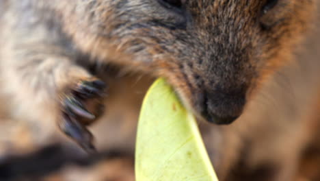 Close-up-of-Quokka-eating-a-leaf