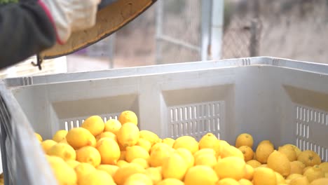 Picking-lemons-from-citrus-trees-and-farm-workers-throwing-them-from-carry-cot-into-boxes,-selecting-the-best-ones-by-hands