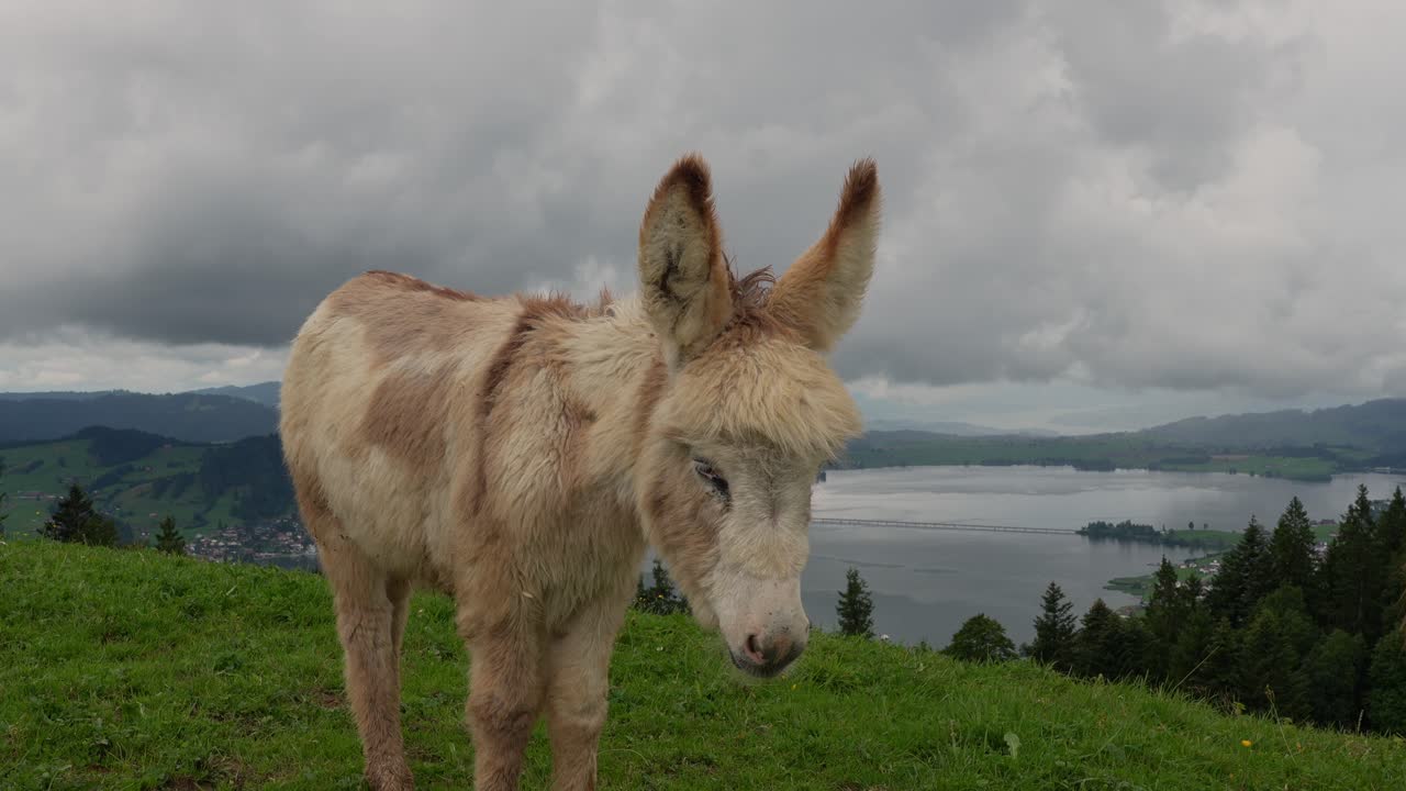 Un primo piano di un soffice asinello che sta su un lussureggiante pascolo di montagna con un lago panoramico e un villaggio sullo sfondo in Svizzera.