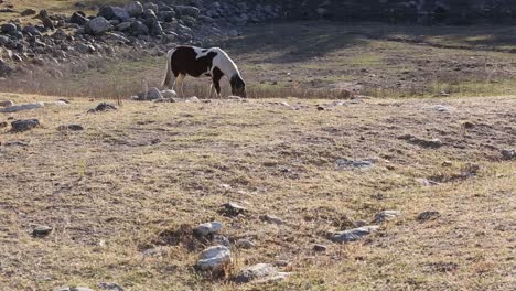 Horse-grazing-at-sunset-in-the-mountains-of-San-Luis,-Argentina