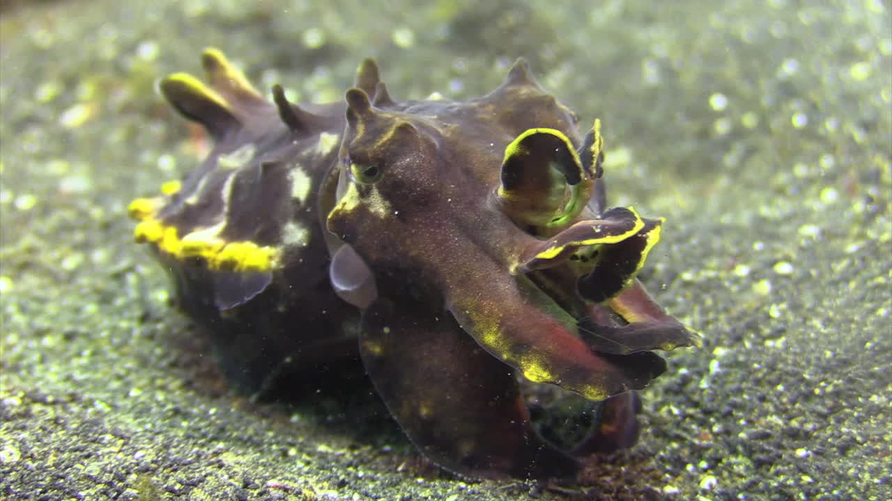 지친 암컷 화려한 오징어는 알을 낳은 후 심하게 숨을 쉰다.