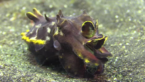 exhausted female flamboyant cuttlefish breathes heavily after having laid eggs