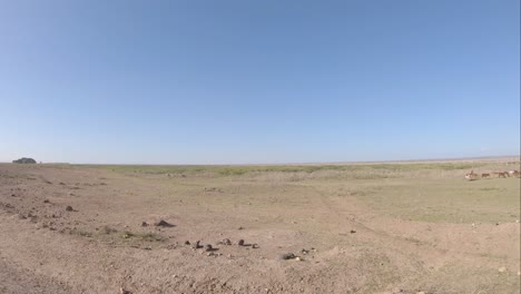 Ganado-Domesticado-Y-Animales-Salvajes-En-La-Sabana-Del-Sur-De-Kenia,-África.