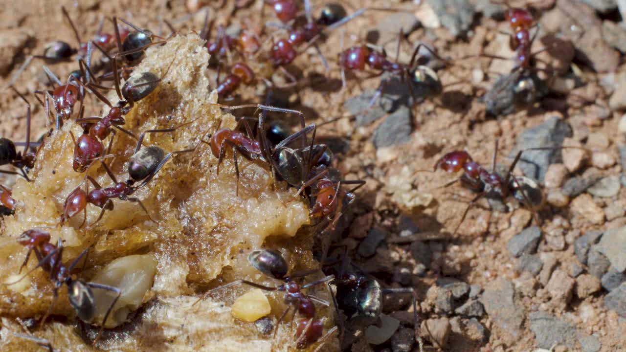 Macro close-up of ants working together on food scrap, natural daylight, shallow depth of field