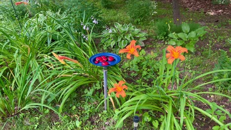 orange lilys and lady bug bird bath in garden