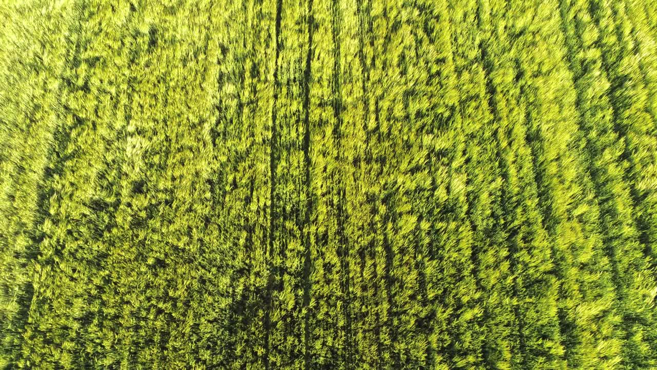 fotografía cenital de un hermoso campo de trigo verde alemán moviéndose con el viento