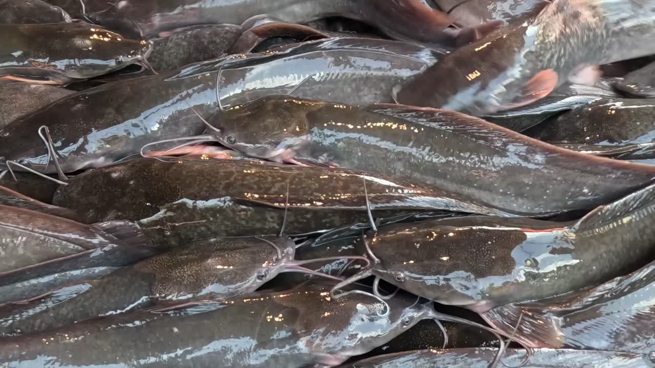 A detailed view of shiny catfish wriggling together, showcasing their scales and fins in motion.